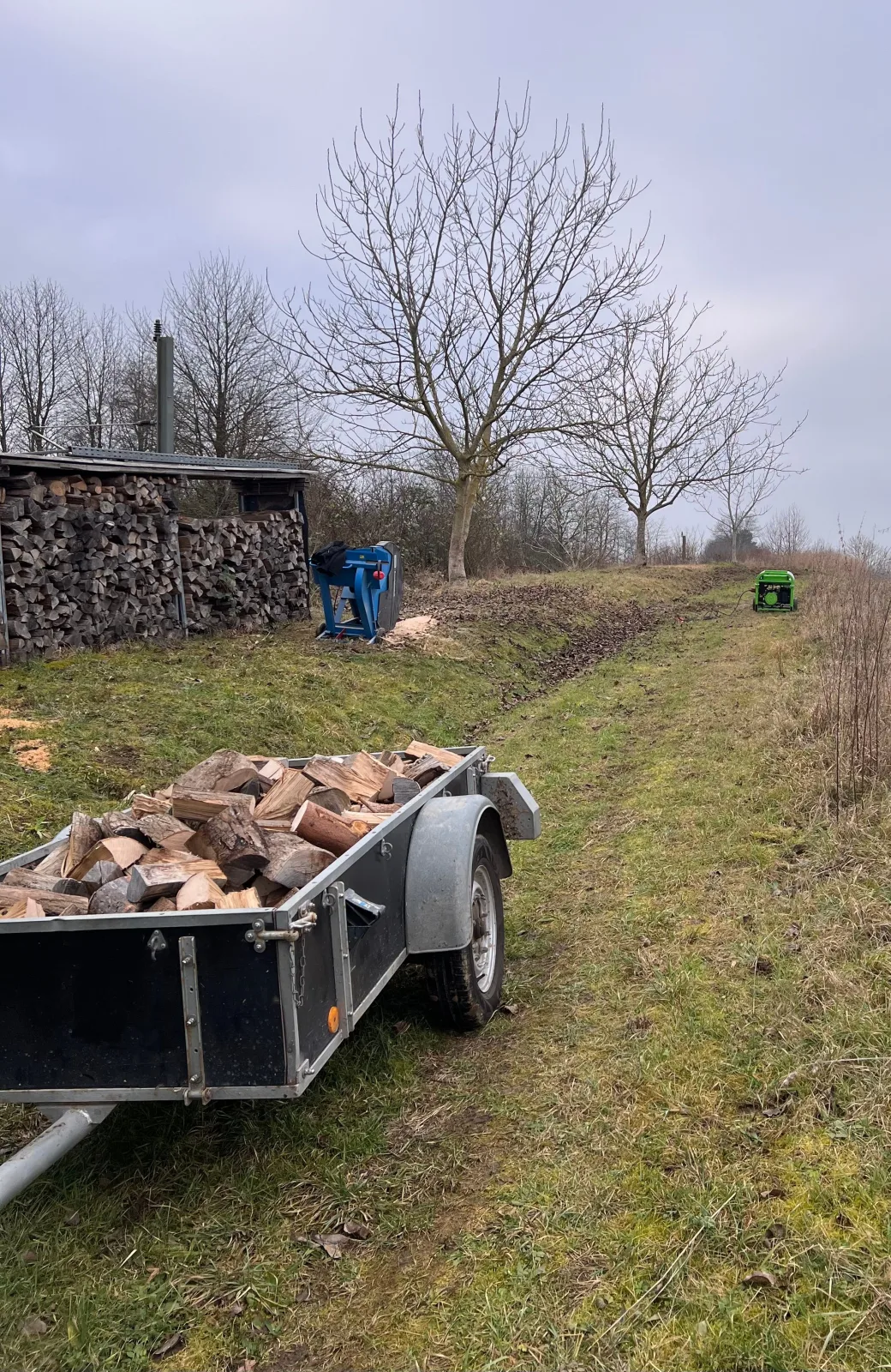 Baumfällung mit Brennholz-Aufbereitung