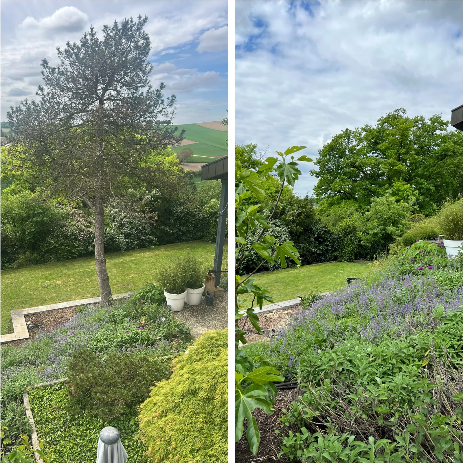 Formschnitt an Baum und Beet